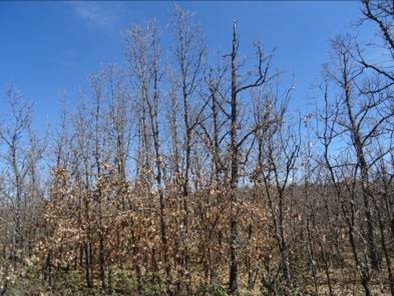 Replanteo parcelas grupo MB