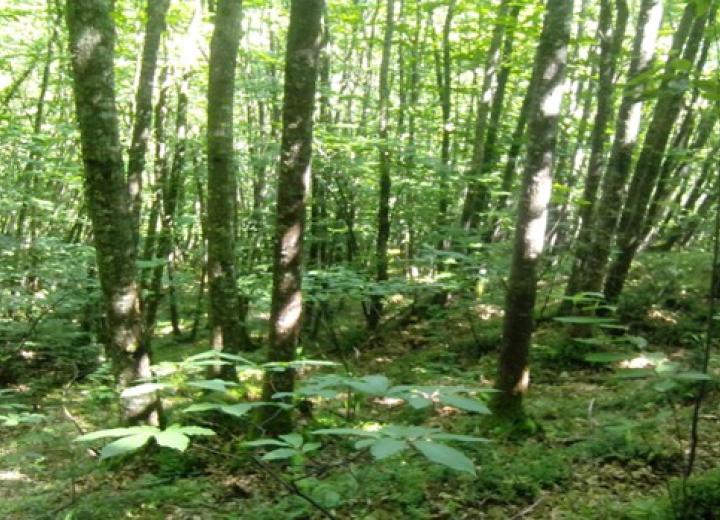 Figura 1. Castaños en Parque Natural de Redes. Fuente servicio gestión montes. Principado de Asturias