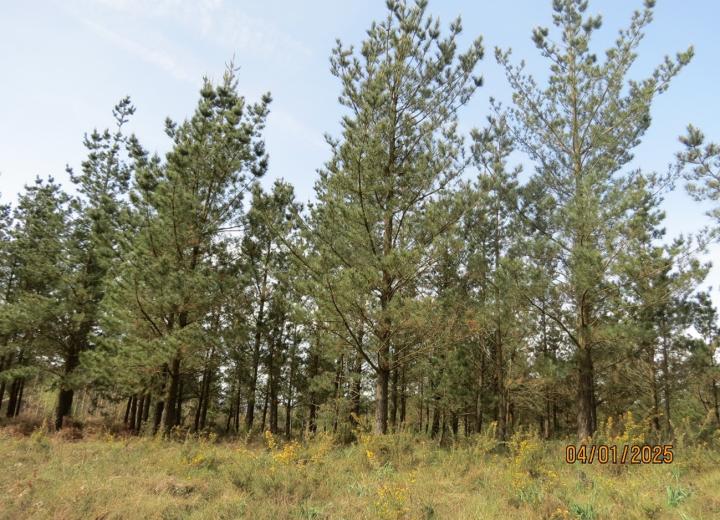  Figura 1. Monte Carboeiro. REMP