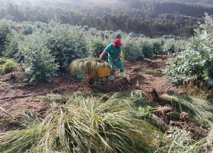  Figura 1. Eliminación de Cortaderia selloana. Fuente. COOP Cortaderia Life