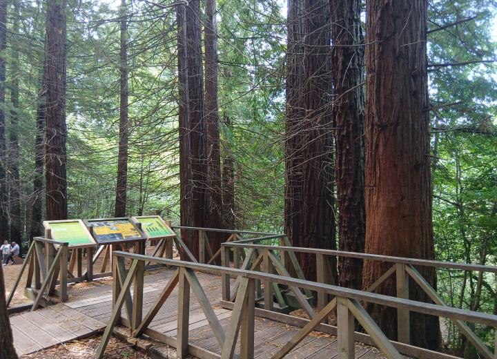 Figura 1. Monumento Natural Sequoias Monte Cabezón. Fuente REMP