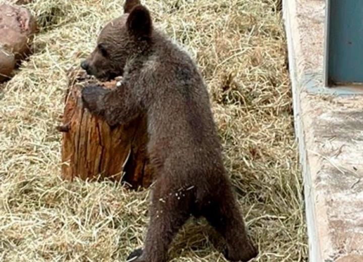   Figura 1. Oso pardo en el Centro de Recuperación de Fauna Silvestre de Cantabria. Fuente. Gobierno de Cantabria