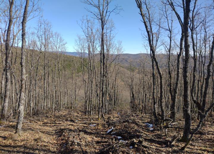 Figura 1. Clara comercial en roble, donde se tiene especial cuidado en mantener una densidad suficiente para impedir poner en luz el suelo y así evitar el rebrote. Fuente. Sección Territorial de Gestión Forestal I de León