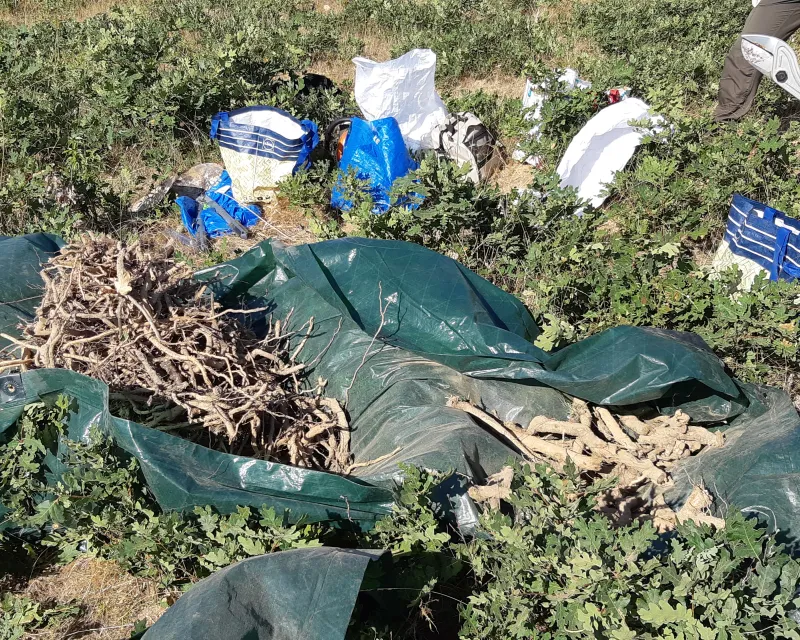 Muestra clasificación