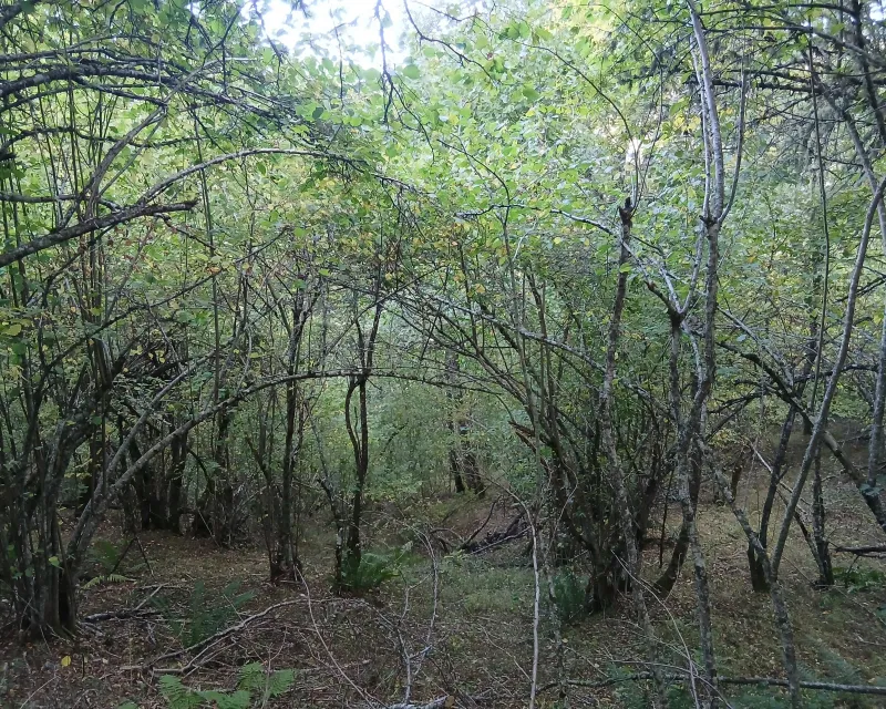 Bosques_demostrativo