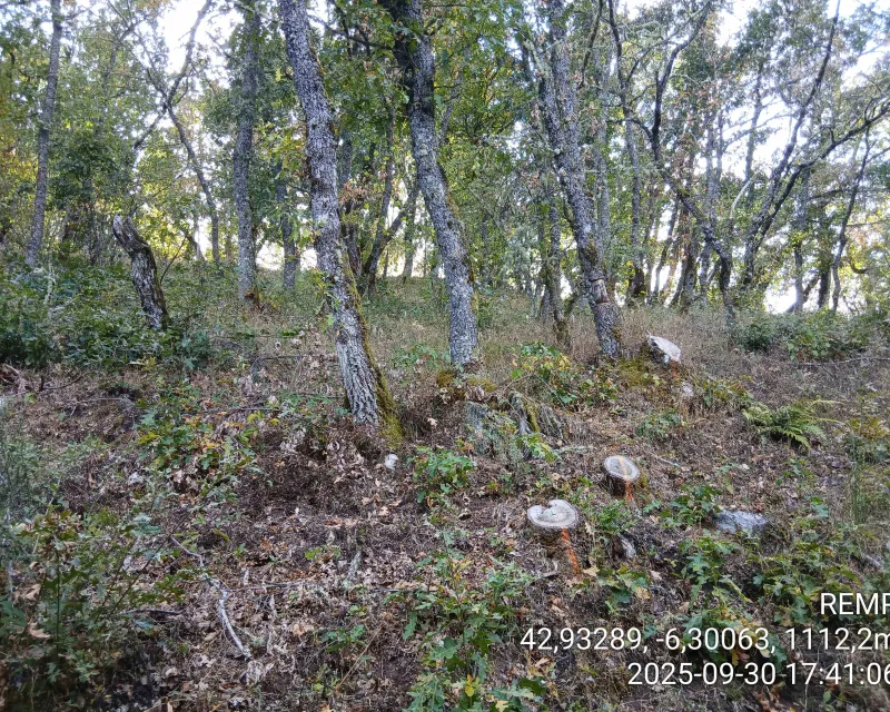 Bosques_demostrativo1