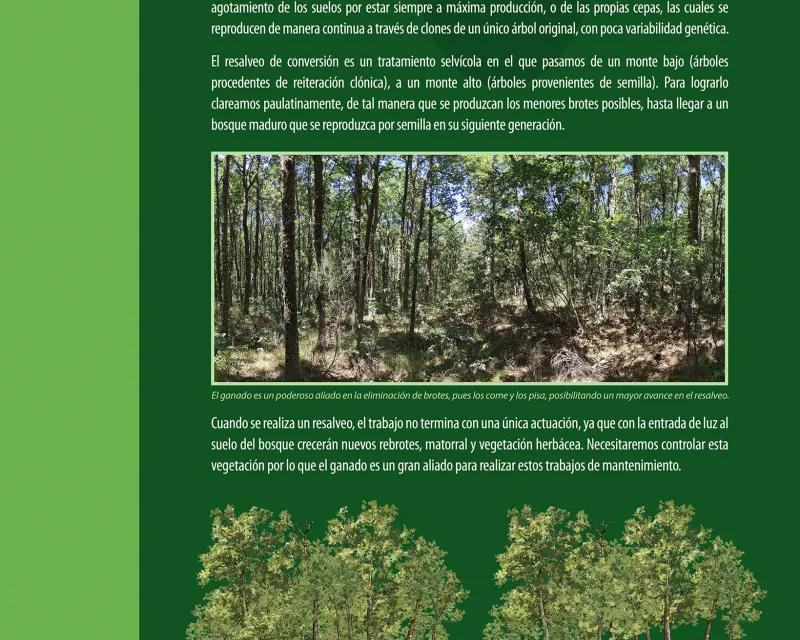 Bosques_demostrativo10