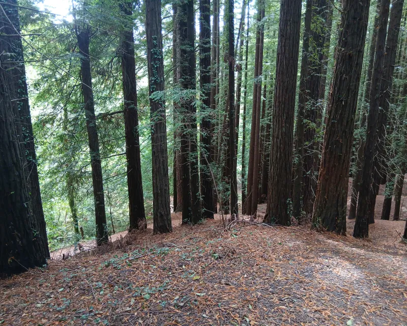 Sequoias_Monte_Cabezon_Cantabria2