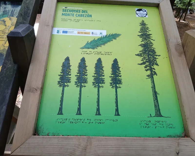 Sequoias_Monte_Cabezon_Cantabria3