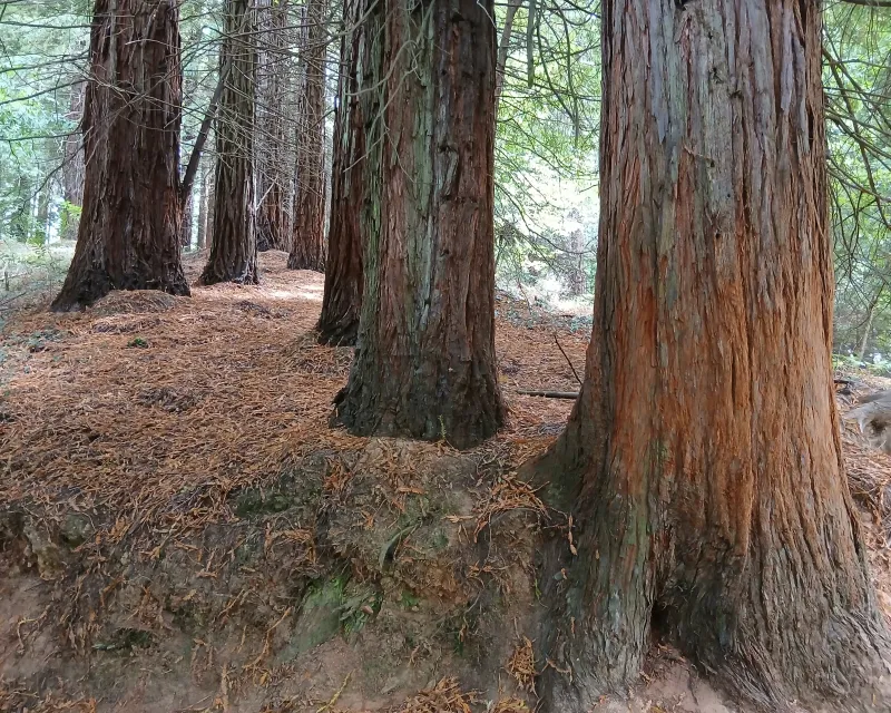 Sequoias_Monte_Cabezon_Cantabria5