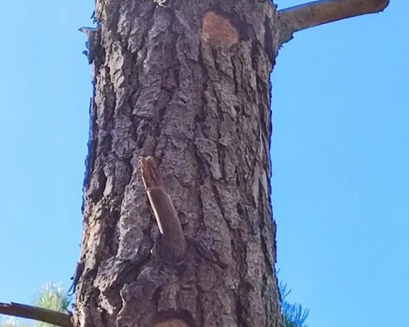 Cavidades de pícido.