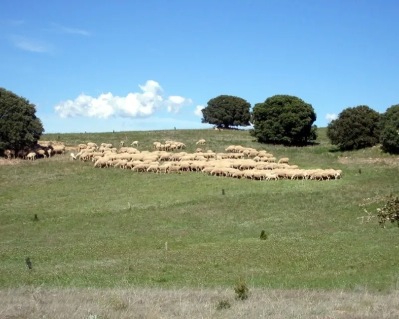 Parcela agroganadera, recientemente plantada, utilizada por el ganado. Mayo de 2009