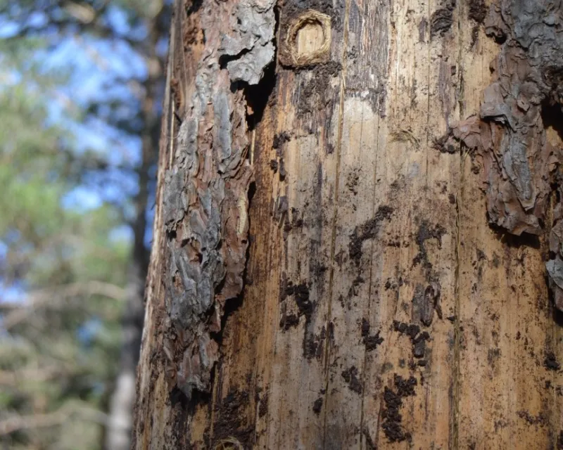 Cámaras de pupación, orificios de emergencia y serrines en una estaca.