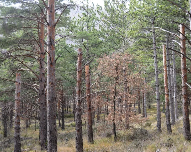 Grupo de 5 estacas, aprovechado además para liberar un pie de Quercus petraea.