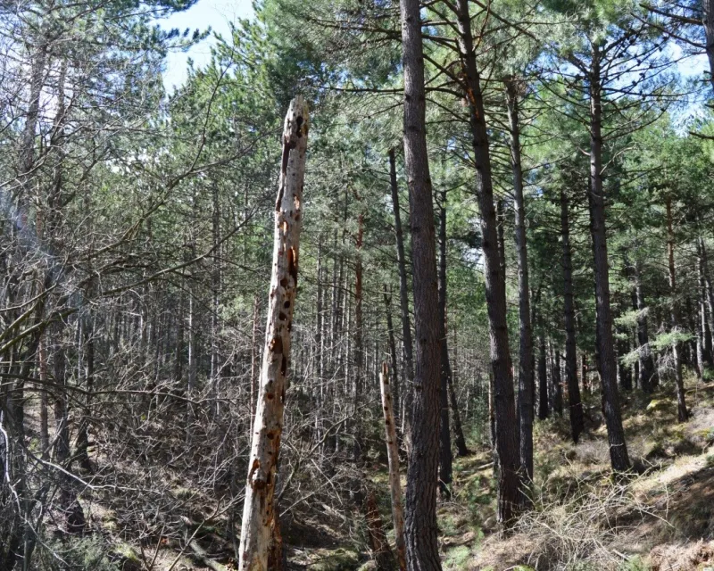 Antes de la actuación la madera muerta en pie era prácticamente inexistente. Estas dos estacas muestran un alto grado de utilización.