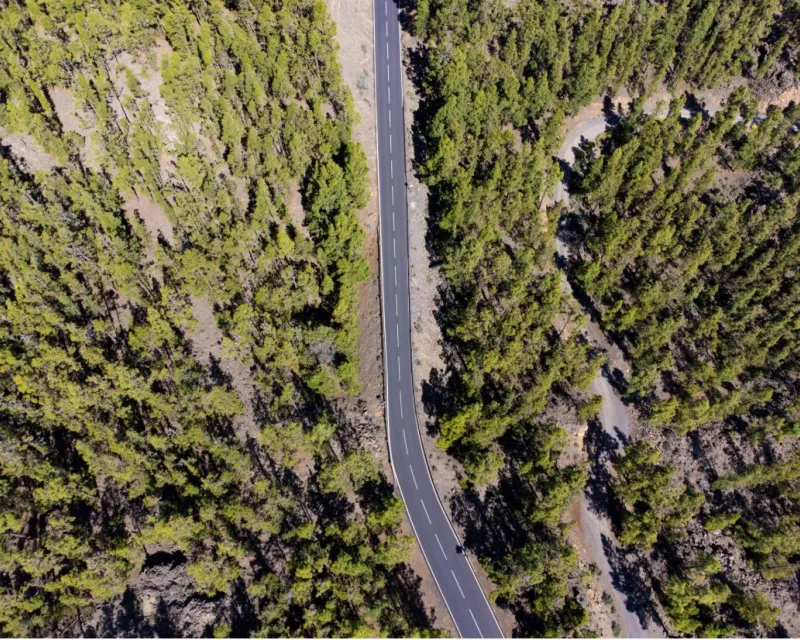 carretera-y-pinar-canario