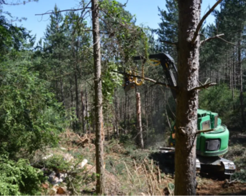 Ejecución de descopado en el MUP 397 “Churinos” de Sos del Rey Católico (Zaragoza), en primera clara de masa pura de Pinus nigra subsp. nigra.