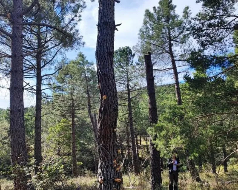 Carpóforos de Fomitopsis pinicola en estaca de Pinus pinaster