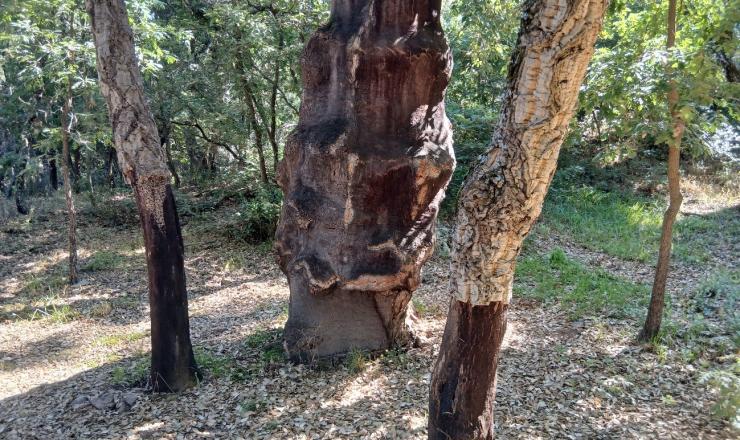 Figura 1. Zofreral de Cobrana. REMP