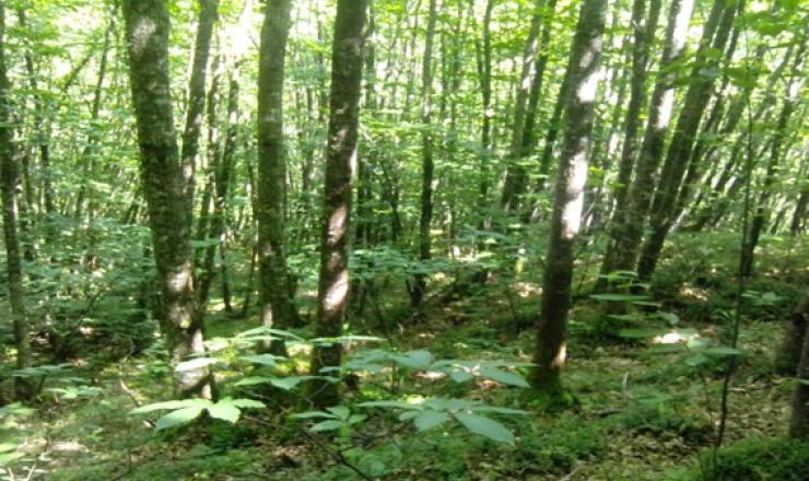 Figura 1. Castaños en Parque Natural de Redes. Fuente servicio gestión montes. Principado de Asturias