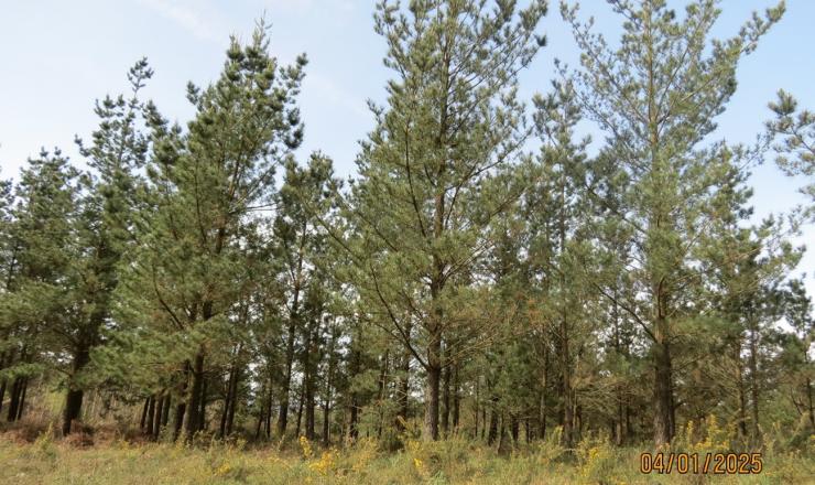  Figura 1. Monte Carboeiro. REMP