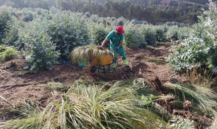  Figura 1. Eliminación de Cortaderia selloana. Fuente. COOP Cortaderia Life